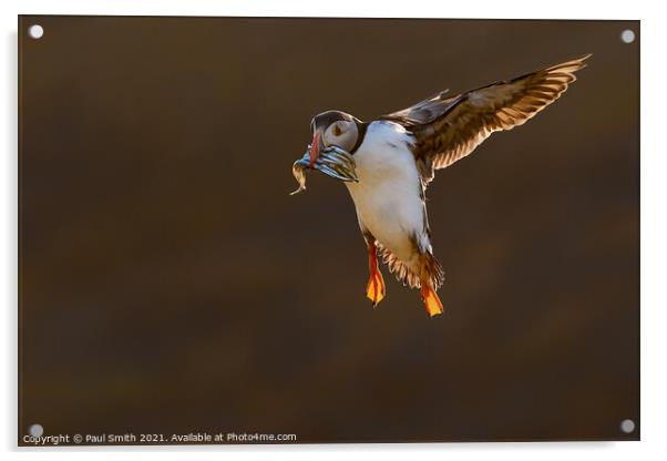 Incoming Backlit Puffin with Sandeels Acrylic by Paul Smith