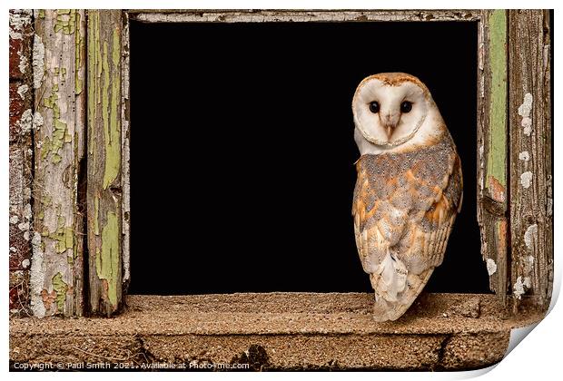 Barn Owl in Old Barn Window Print by Paul Smith