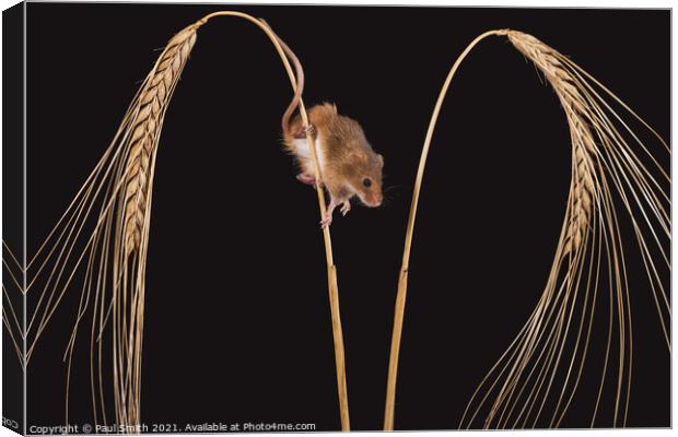 Harvest Mouse on Wheat Canvas Print by Paul Smith