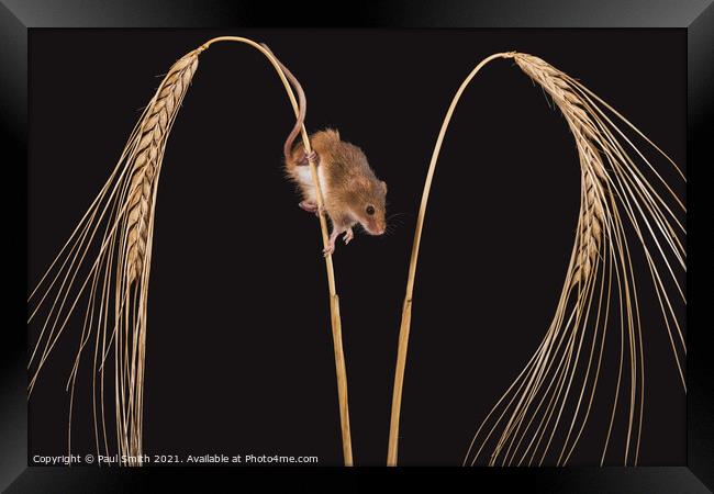 Harvest Mouse on Wheat Framed Print by Paul Smith