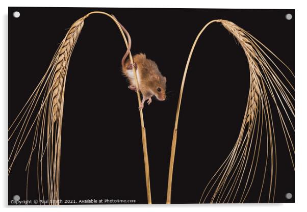 Harvest Mouse on Wheat Acrylic by Paul Smith