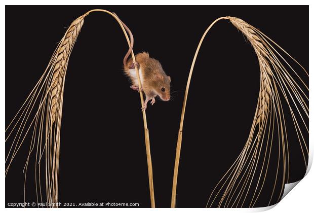 Harvest Mouse on Wheat Print by Paul Smith
