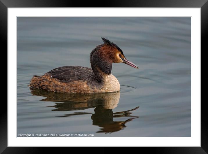 Great Crested Grebe Framed Mounted Print by Paul Smith