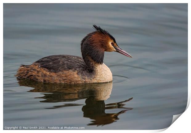 Great Crested Grebe Print by Paul Smith