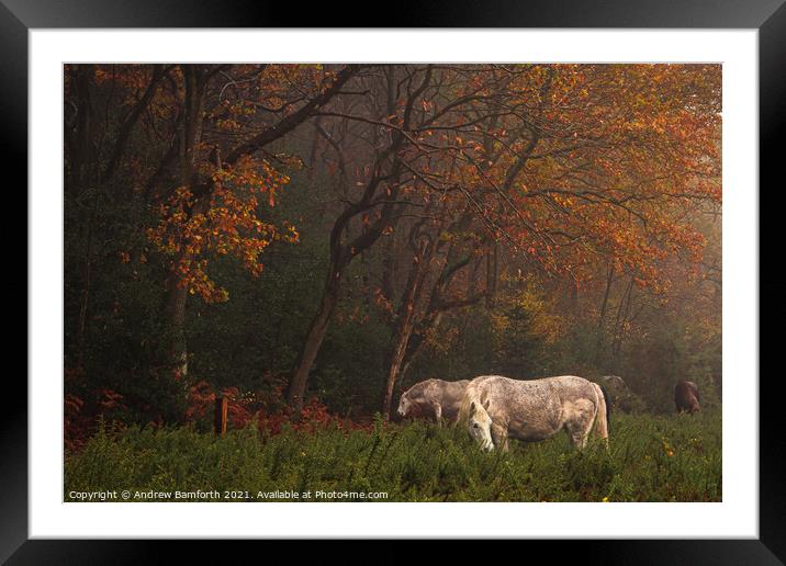Autumn on Holt Lowes  Framed Mounted Print by Andrew Bamforth