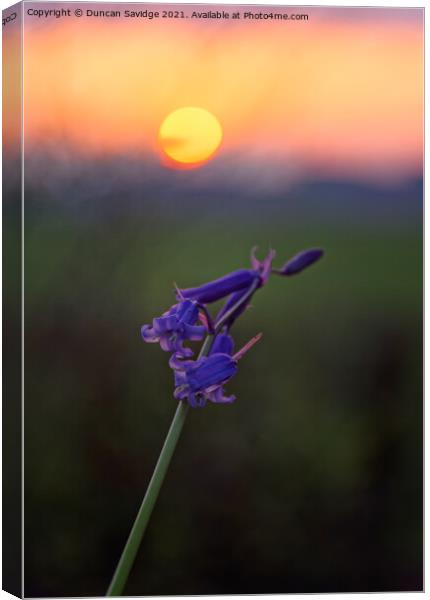 Bluebells at sunset Canvas Print by Duncan Savidge