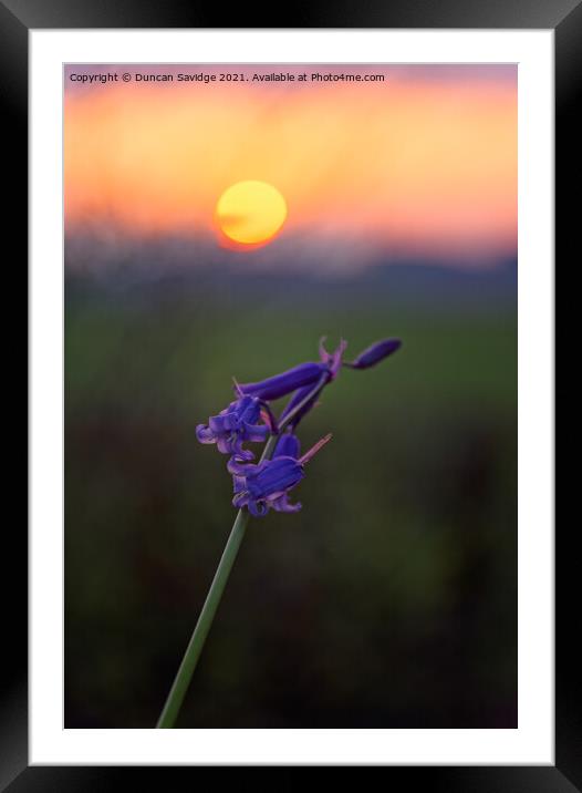 Bluebells at sunset Framed Mounted Print by Duncan Savidge