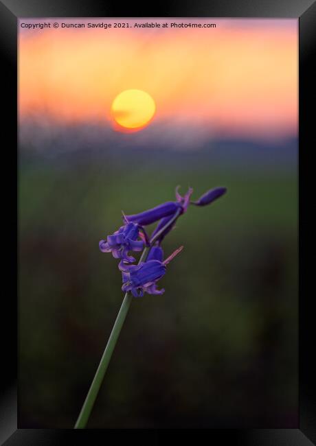 Bluebells at sunset Framed Print by Duncan Savidge
