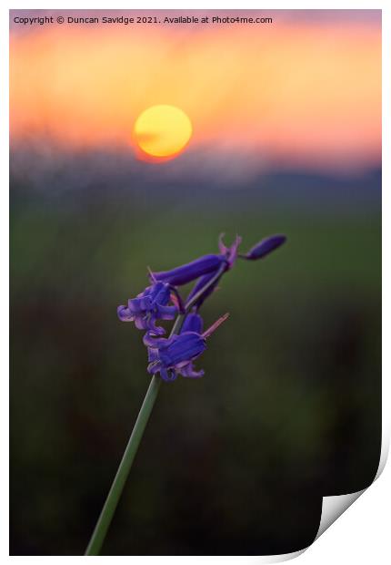 Bluebells at sunset Print by Duncan Savidge