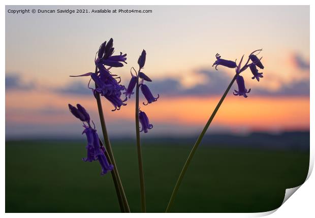 Bluebells at sunset Print by Duncan Savidge