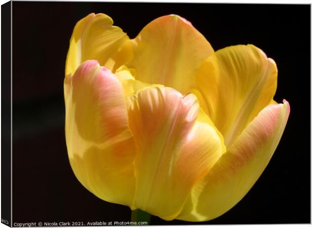 Radiant Yellow Tulip Canvas Print by Nicola Clark