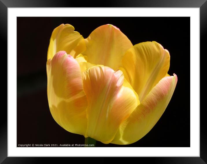 Radiant Yellow Tulip Framed Mounted Print by Nicola Clark