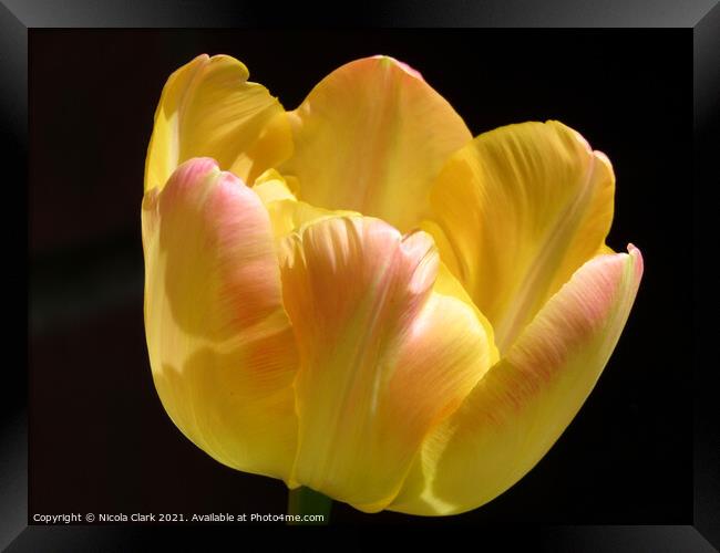 Radiant Yellow Tulip Framed Print by Nicola Clark