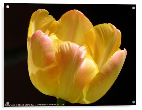 Radiant Yellow Tulip Acrylic by Nicola Clark