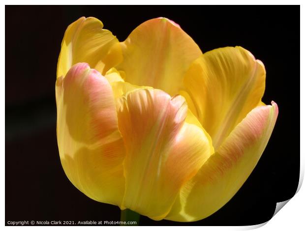 Radiant Yellow Tulip Print by Nicola Clark