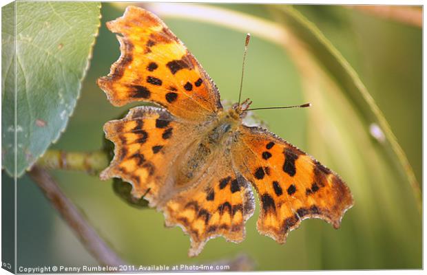 comma butterfly Canvas Print by Elouera Photography