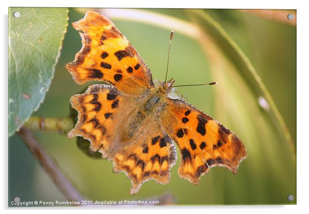 comma butterfly Acrylic by Elouera Photography