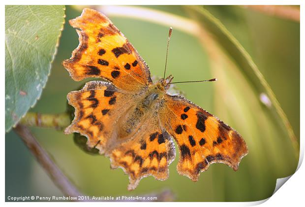 comma butterfly Print by Elouera Photography