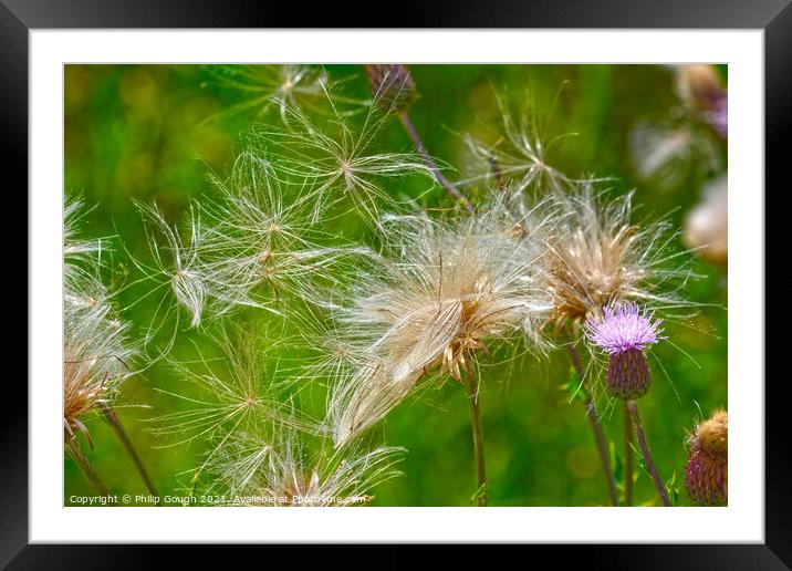 Thistle Blooms Framed Mounted Print by Philip Gough
