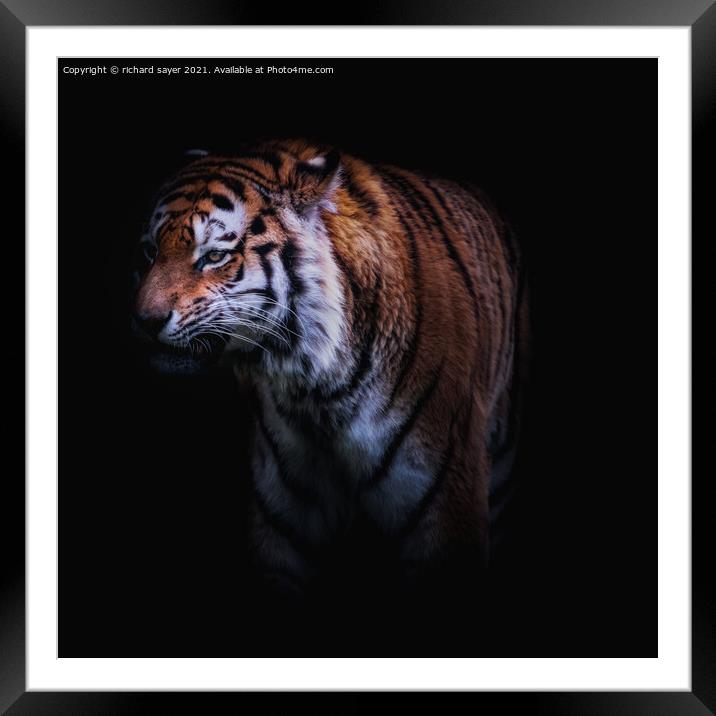 Prowling Hunter Framed Mounted Print by richard sayer