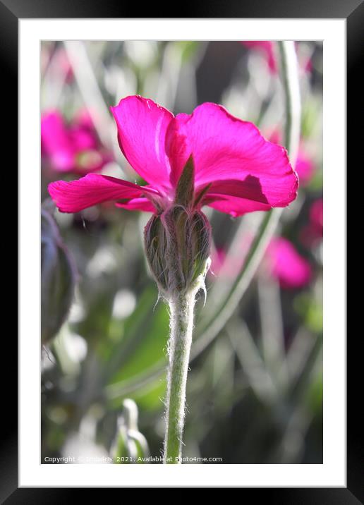 Bright Pink Dusty Miller Flower Framed Mounted Print by Imladris 
