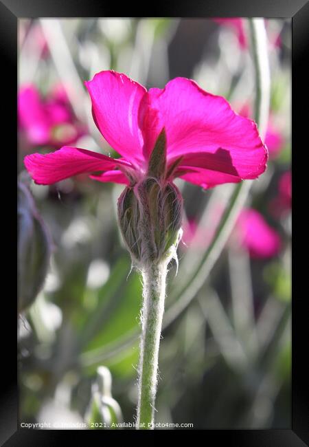 Bright Pink Dusty Miller Flower Framed Print by Imladris 