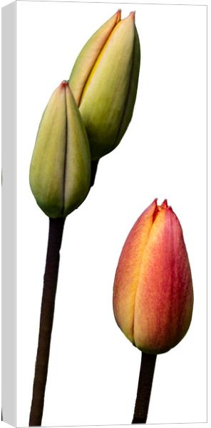 Tulips Canvas Print by Glen Allen