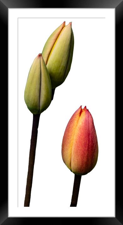 Tulips Framed Mounted Print by Glen Allen
