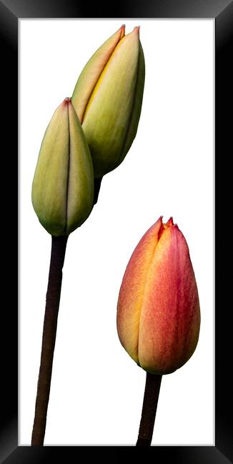 Tulips Framed Print by Glen Allen