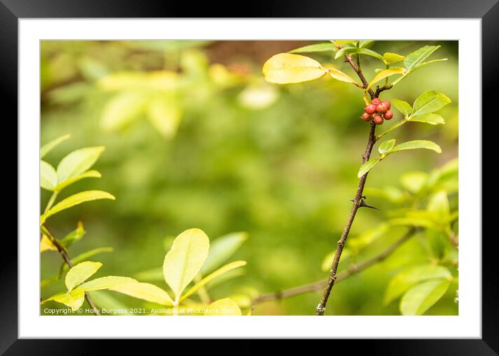 Berries on a branch spring time  Framed Mounted Print by Holly Burgess