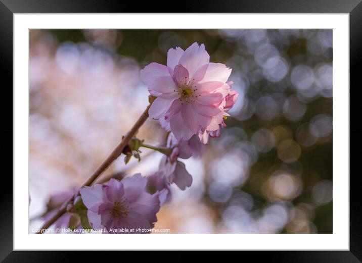 Japanese, Cherry blossom very delicate flower  Framed Mounted Print by Holly Burgess