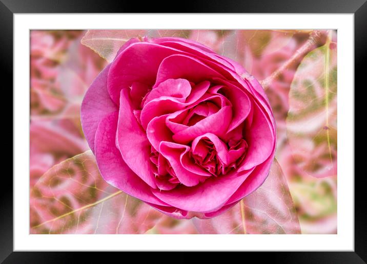 Visions of Camelia  Framed Mounted Print by Glen Allen