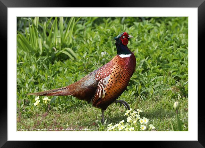 Majestic Pheasant in a Serene Garden Framed Mounted Print by Simon Marlow