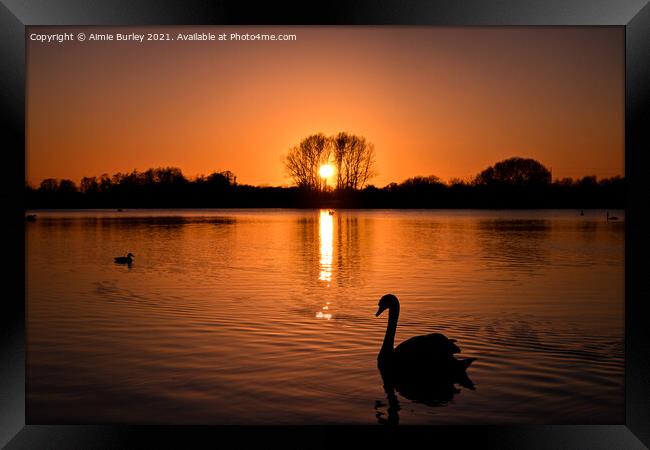 Swan at sunset  Framed Print by Aimie Burley