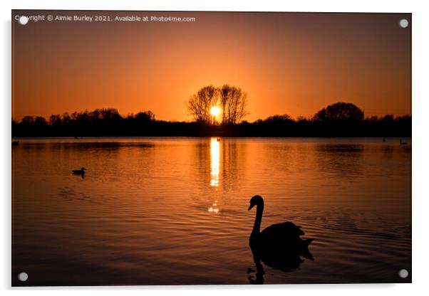 Swan at sunset  Acrylic by Aimie Burley