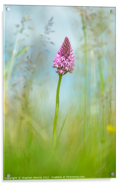 Flower Pyramidal orchid (Anacamptis pyramidalis) Acrylic by Stephen Rennie