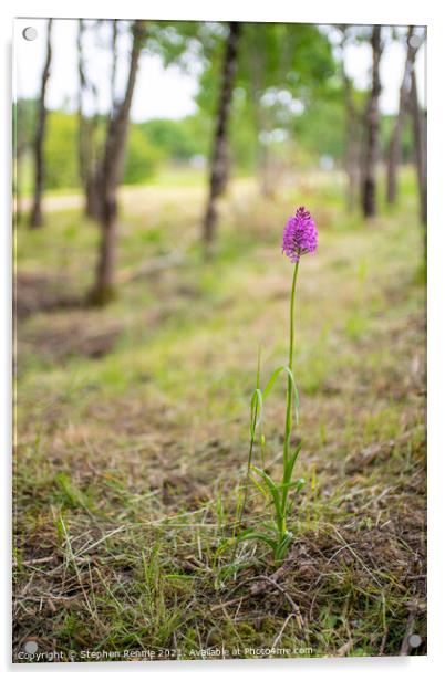 Pyramidal orchid (Anacamptis pyramidalis) in woodland Acrylic by Stephen Rennie