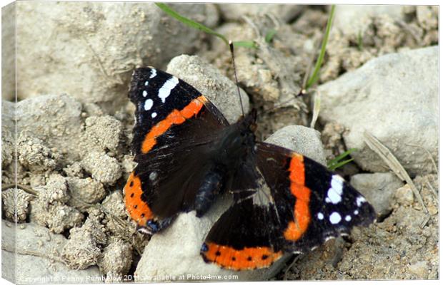 pretty as a butterfly Canvas Print by Elouera Photography