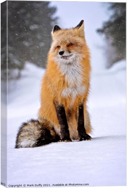Fox in Winter Canvas Print by Mark Duffy