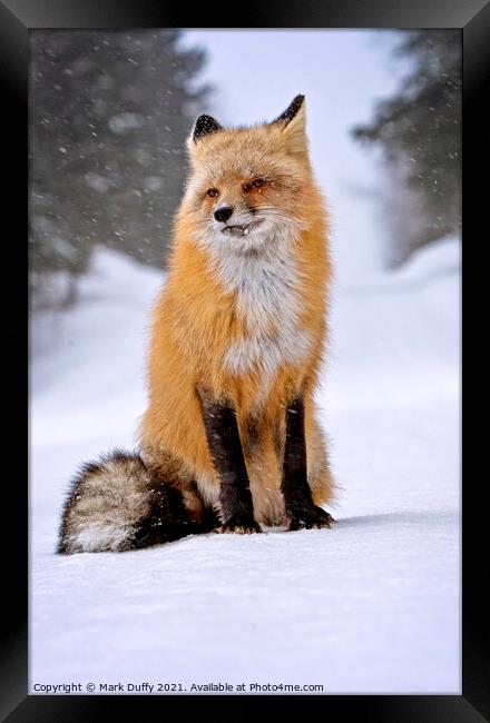 Fox in Winter Framed Print by Mark Duffy