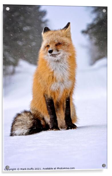 Fox in Winter Acrylic by Mark Duffy