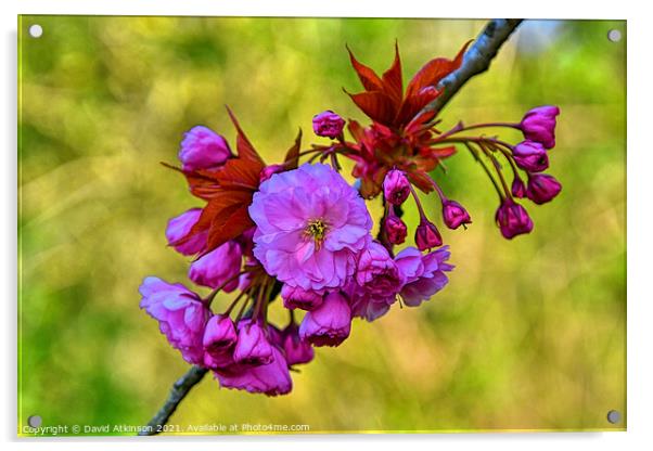 Spring Blossom Acrylic by David Atkinson