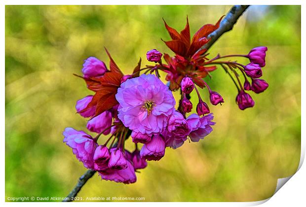 Spring Blossom Print by David Atkinson