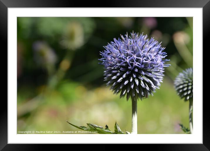 Echinops plant closeup  Framed Mounted Print by Paulina Sator