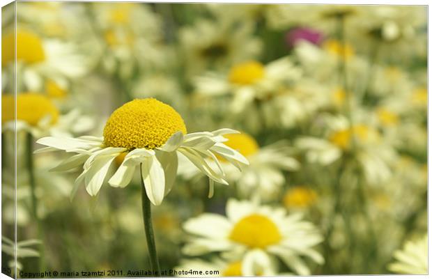 Standing tall Canvas Print by Maria Tzamtzi Photography