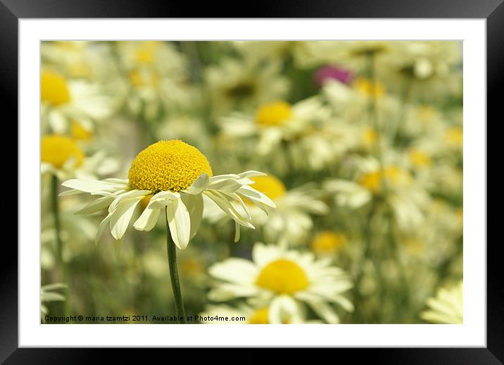 Standing tall Framed Mounted Print by Maria Tzamtzi Photography