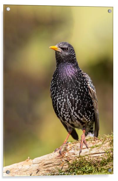 Common starling (Sturnus vulgaris) Acrylic by Dirk Rüter