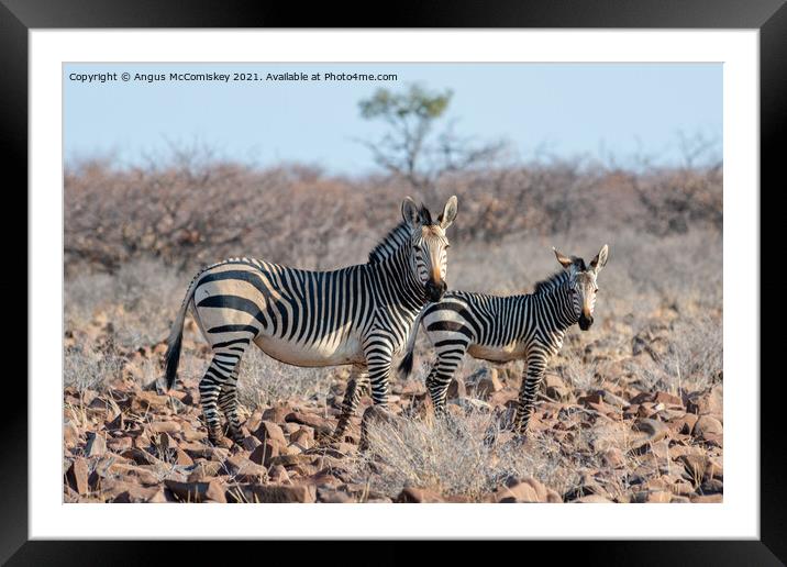 Female mountain zebra with foal, Namibia Framed Mounted Print by Angus McComiskey