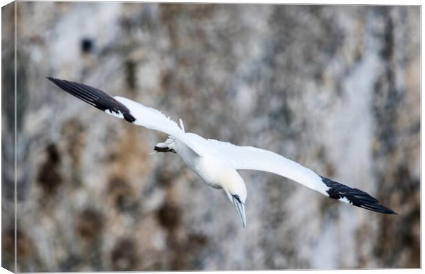 Northern gannet swooping Canvas Print by Jason Wells