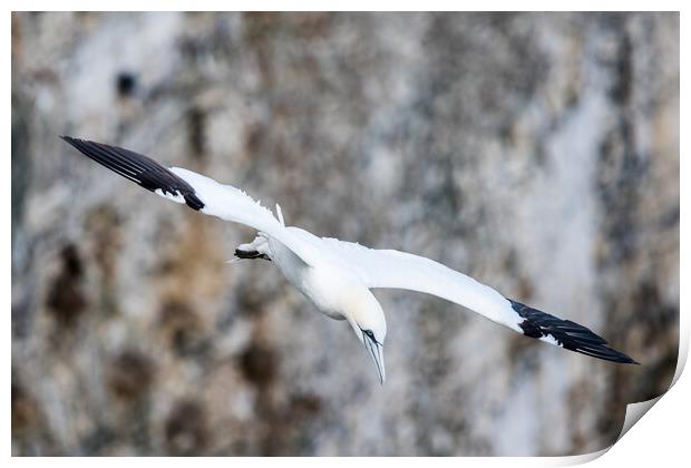 Northern gannet swooping Print by Jason Wells